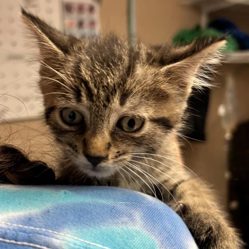 A baby small-sized male Brown / Chocolate Domestic Short Hair cat named Rolls Royce for adoption in Newport, NC