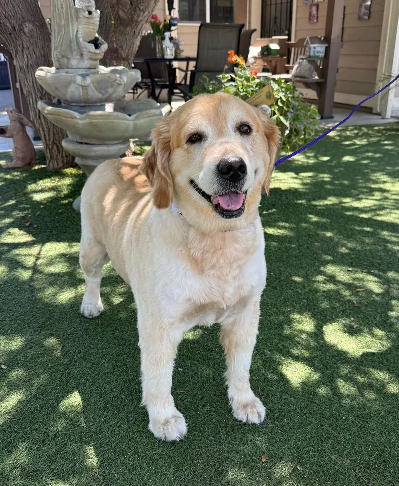 An adult medium-sized female Yellow / Tan / Blond / Fawn Golden Retriever dog named Remi for adoption in Temecula, CA