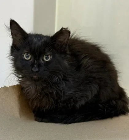A baby small-sized male Domestic Short Hair cat named Alfie for adoption in Bellevue, WA