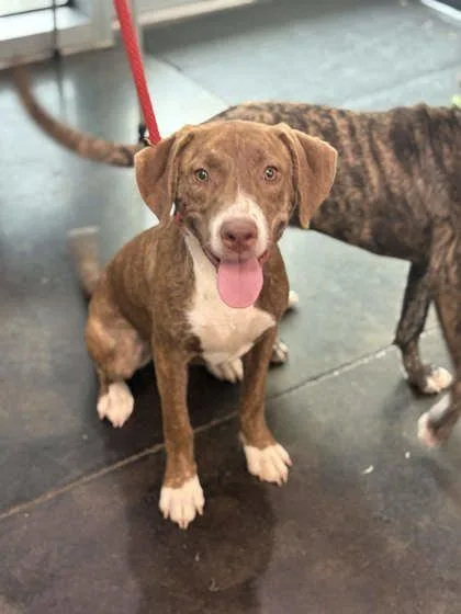 A young medium-sized female Mixed Breed dog named Raquelle for adoption in Memphis, TN