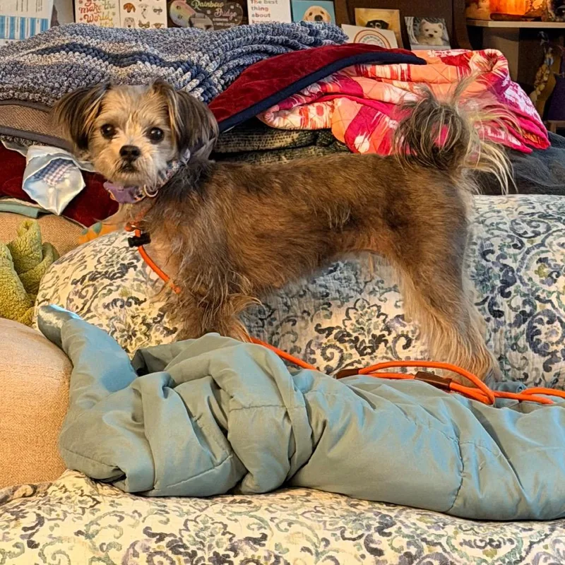 An adult small-sized female Gray / Blue / Silver Havanese dog named Zuzu for adoption in Saint John, IN