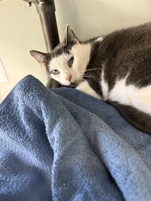 A senior small-sized female Domestic Short Hair cat named Buffe for adoption in Westminster, MD