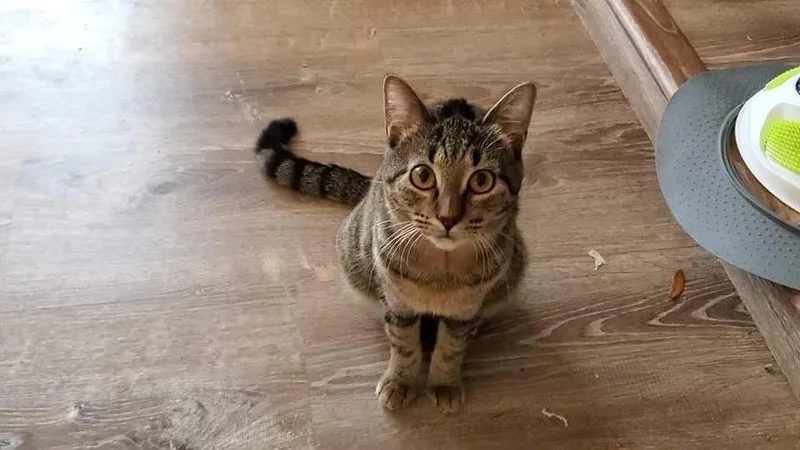 Gwendolyn thumbnail 2