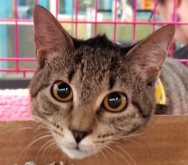 Gwendolyn thumbnail 3