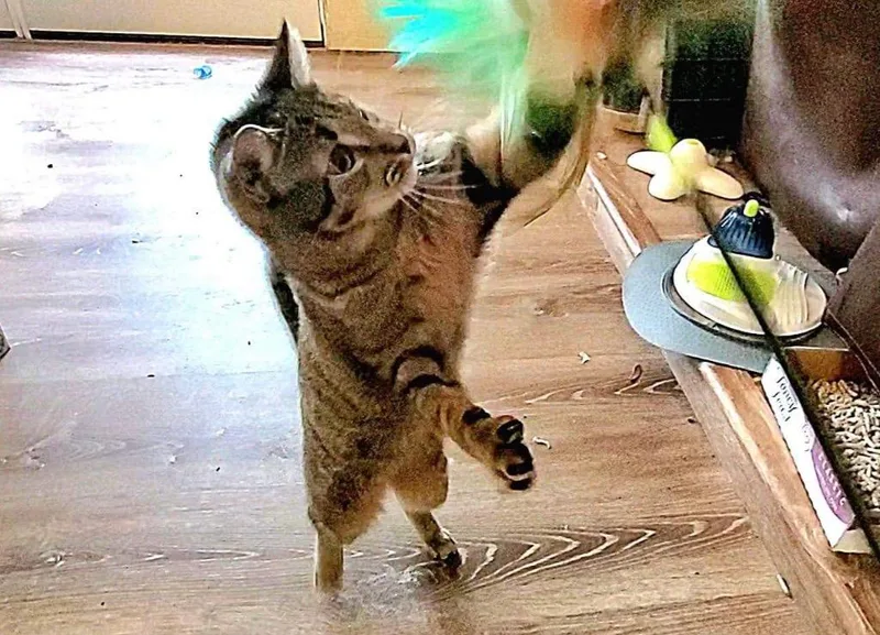 Gwendolyn thumbnail 4