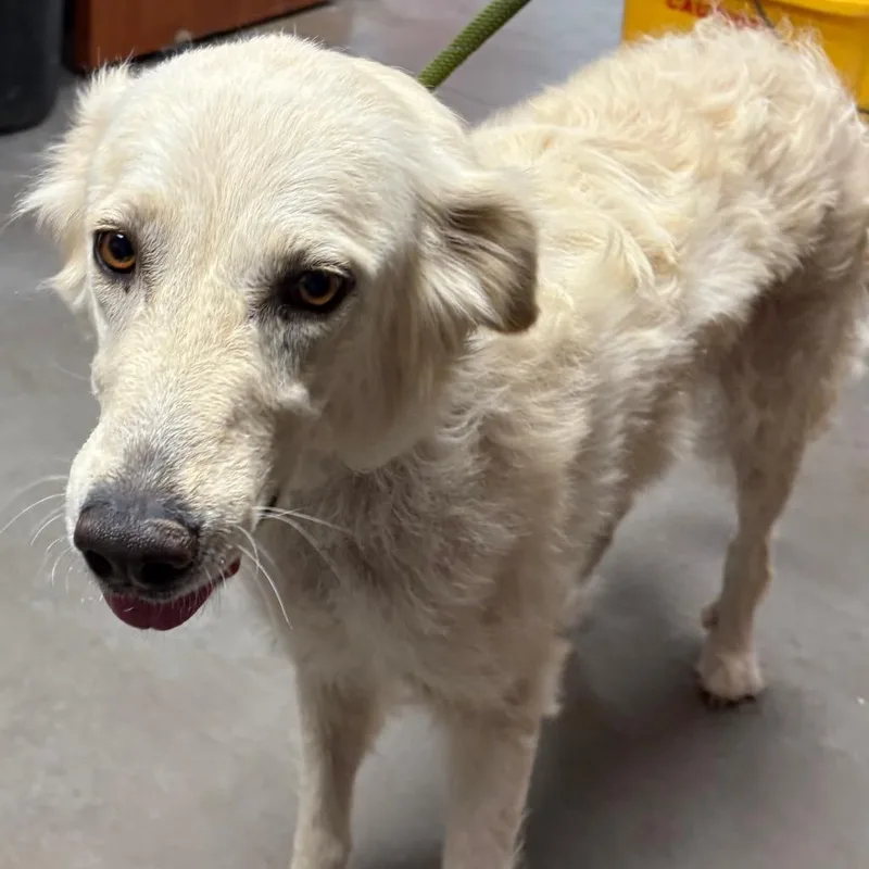 An adult large-sized female White / Cream Mixed Breed dog named Sunshine for adoption in Yuma, AZ