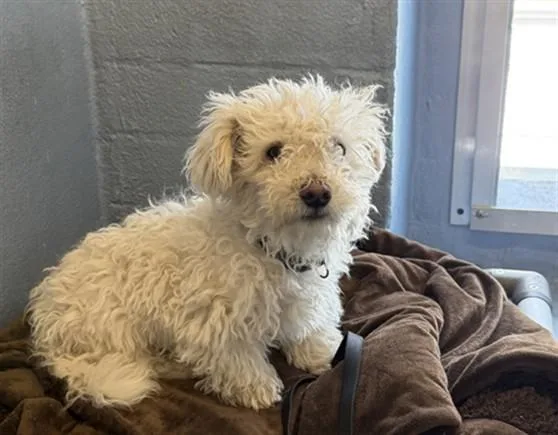 A baby small-sized male Maltese dog named Buddy for adoption in Downey, CA