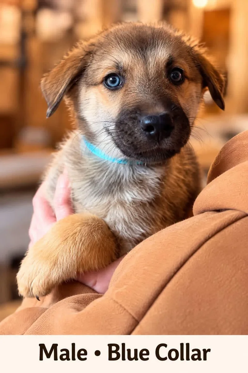 A baby medium-sized male Tricolor (Brown, Black, & White) Siberian Husky dog named Blue for adoption in Hico, WV