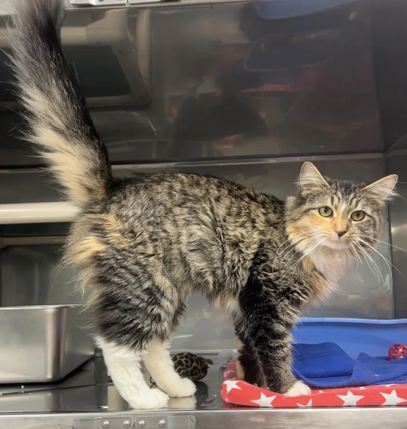 A young medium-sized female Calico Domestic Long Hair cat named Remora for adoption in Montville, NJ