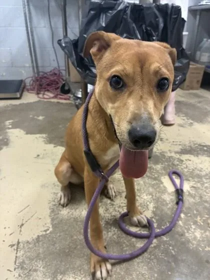 An adult medium-sized female Mountain Cur dog named Mavis for adoption in West Memphis, AR