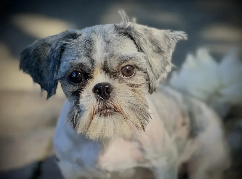 A young small-sized male Shih Tzu dog named Neeko Gatlin for adoption in Saunderstown, RI
