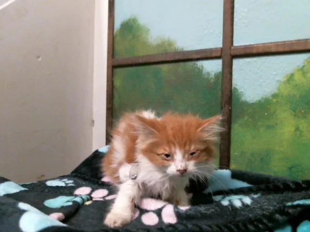 A baby small-sized female Domestic Long Hair cat named Letty for adoption in Houston, TX