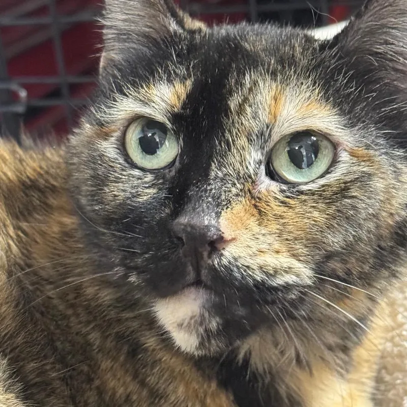 A senior small-sized female Tortoiseshell Domestic Short Hair cat named Mimi ARC for adoption in Akron, NY