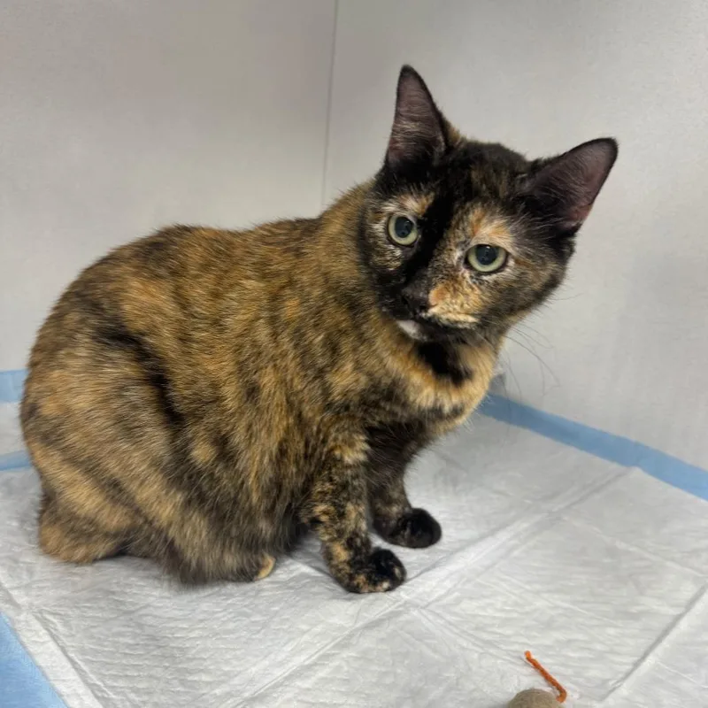 Mimi ARC thumbnail 4
