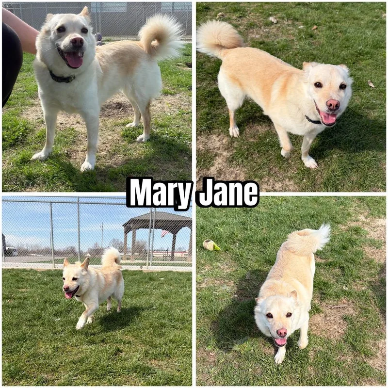 A senior small-sized female Pomeranian dog named Mary Jane for adoption in Pierceton, IN