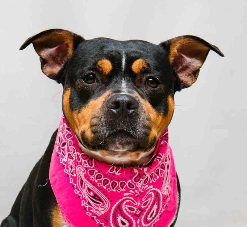 An adult medium-sized female Black Terrier dog named Ree for adoption in Sanford, FL