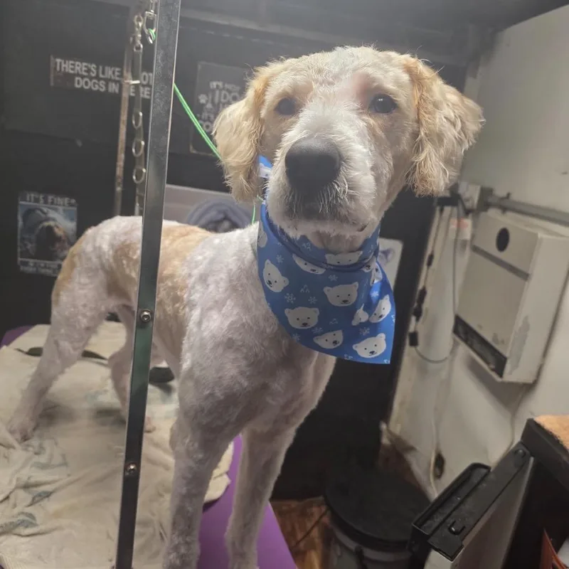 A young medium-sized male White / Cream Poodle dog named Bentley for adoption in Easton, PA