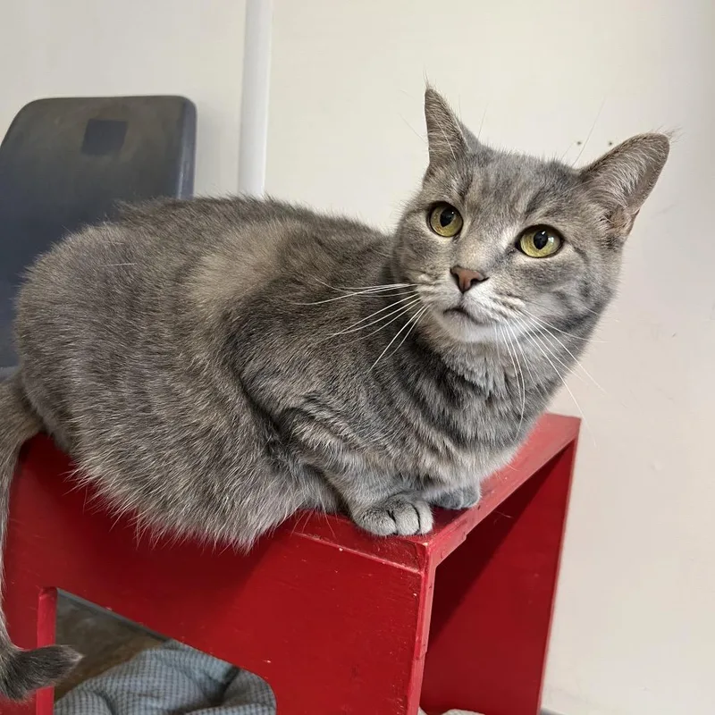 A senior large-sized female Gray / Blue / Silver Domestic Short Hair cat named Arceus for adoption in Springfield, IL