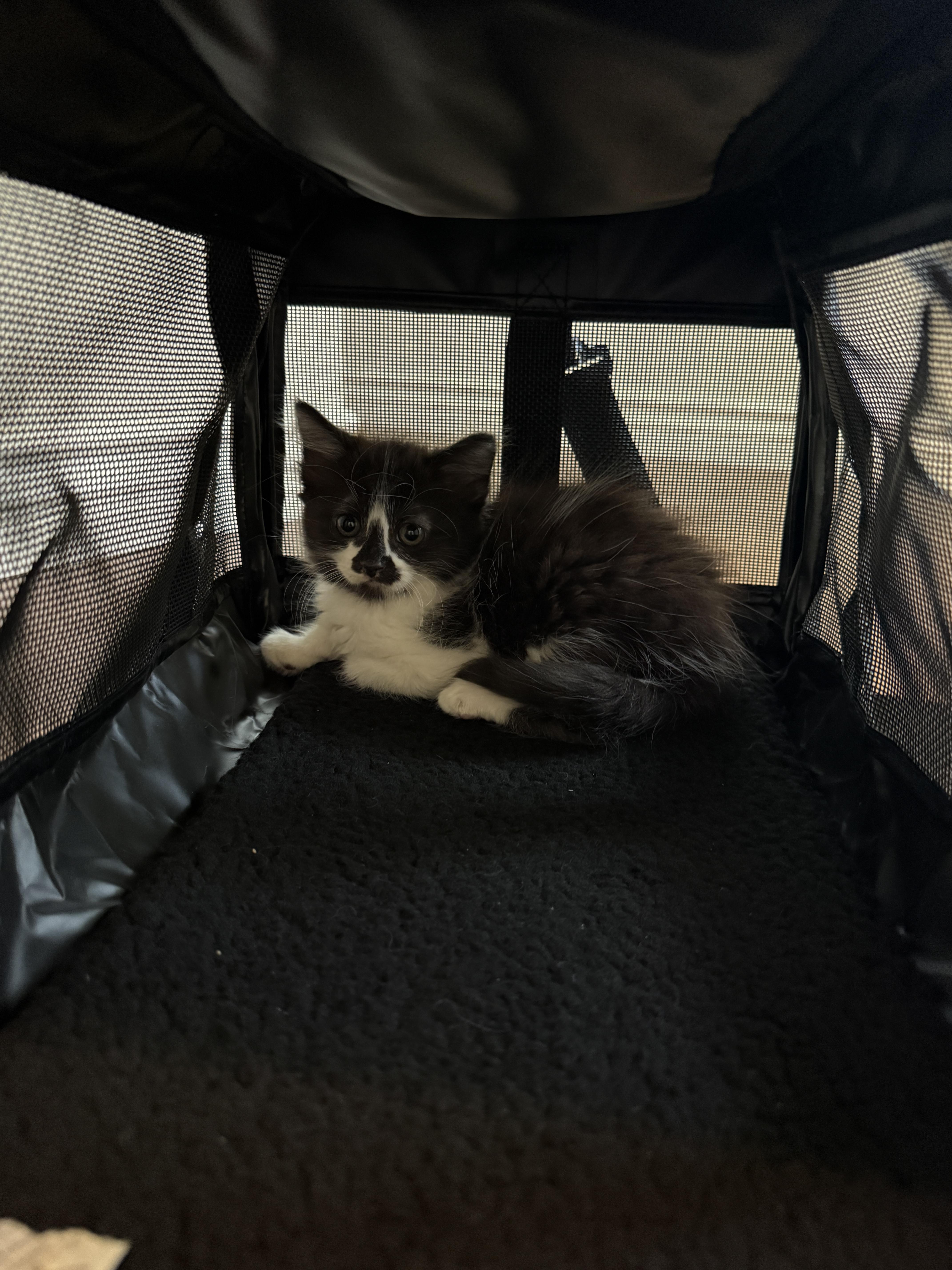 A baby small-sized male Domestic Long Hair cat named Oliver for adoption in Long Beach, CA