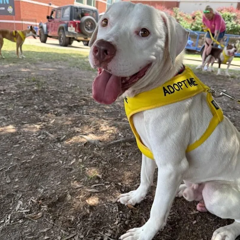 An adult medium-sized male White / Cream Mixed Breed dog named Tofu for adoption in Columbus, GA