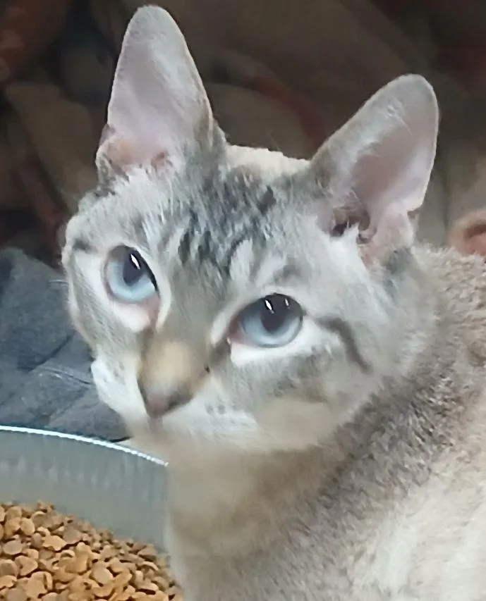 An adult medium-sized female Chocolate Point Siamese cat named 321398842 for adoption in Lees Summit, MO
