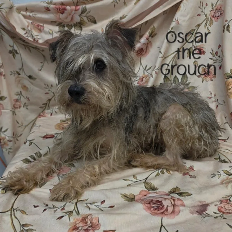 Oscar the Grouch
