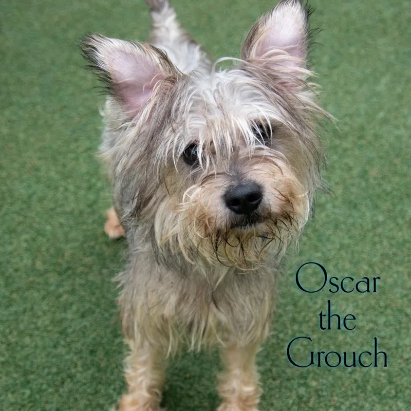Oscar the Grouch thumbnail 2