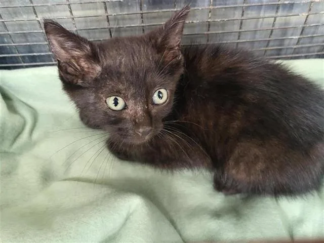 A baby small-sized female Domestic Short Hair cat named Elvira for adoption in San Antonio, TX