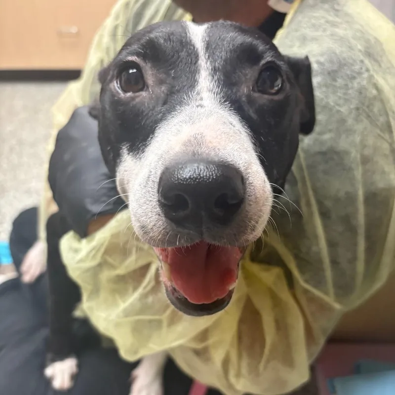 An adult medium-sized female Black Mixed Breed dog named Dandelion for adoption in Lakeland, FL