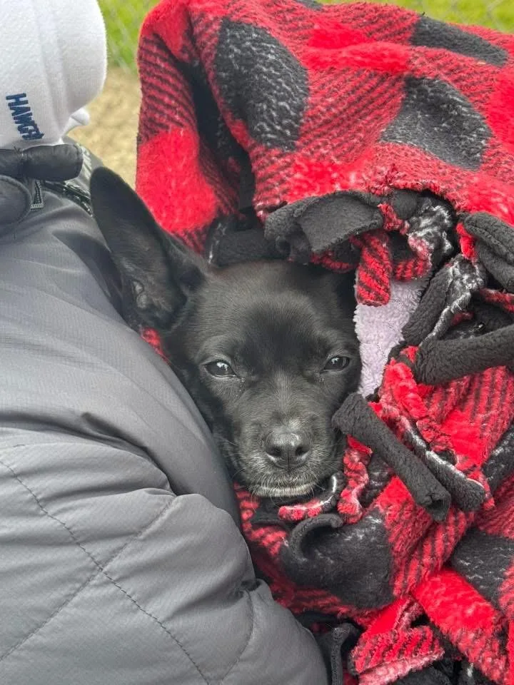 A baby small-sized female Chihuahua dog named Jasper for adoption in Bristol, WI