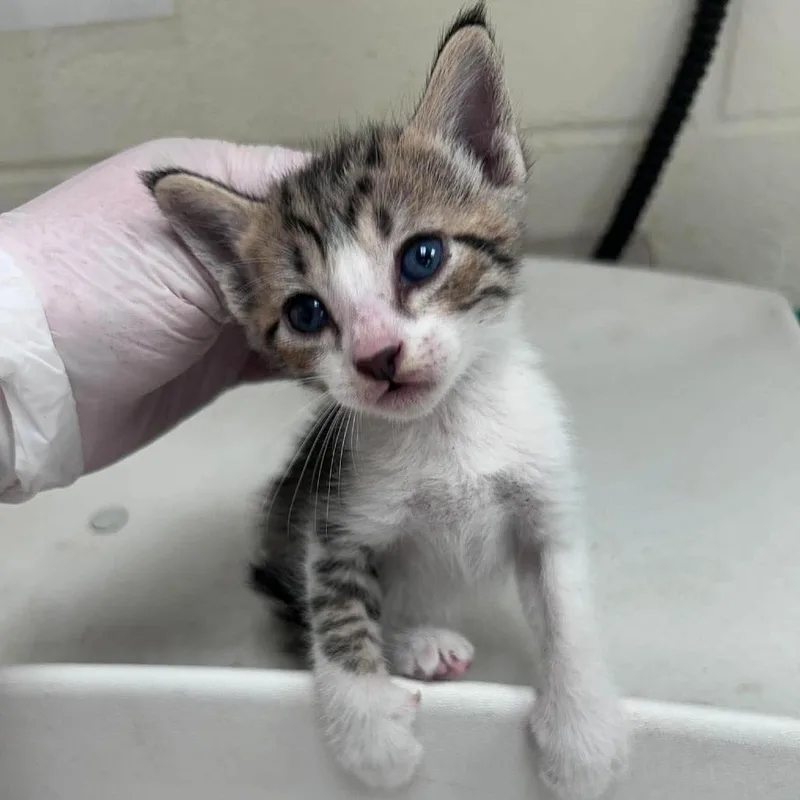 A baby small-sized male Brown / Chocolate Domestic Short Hair cat named Flip for adoption in Bastrop, TX