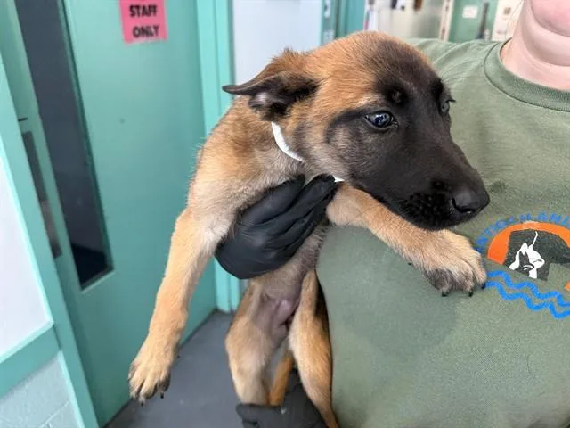 A baby small-sized female German Shepherd Dog dog named Maple for adoption in Antioch, CA