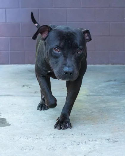 An adult large-sized male Mixed Breed dog named Sparkler for adoption in Chamblee, GA