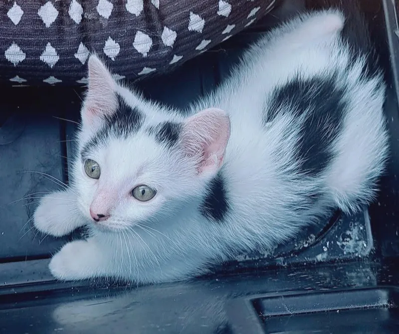 A baby medium-sized male Black & White / Tuxedo Domestic Short Hair cat named Rascal for adoption in Crown Point, IN