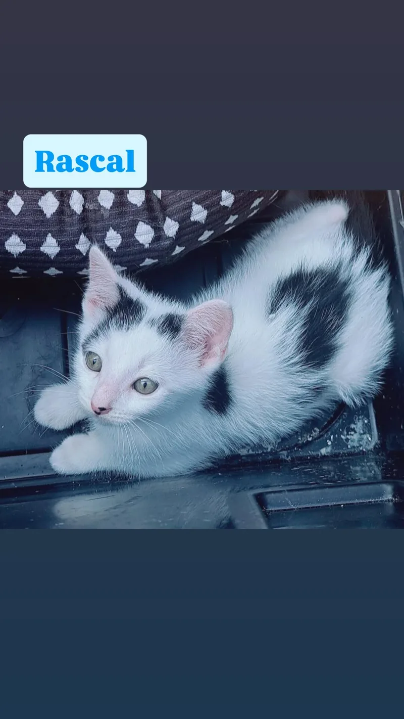 Rascal thumbnail 2