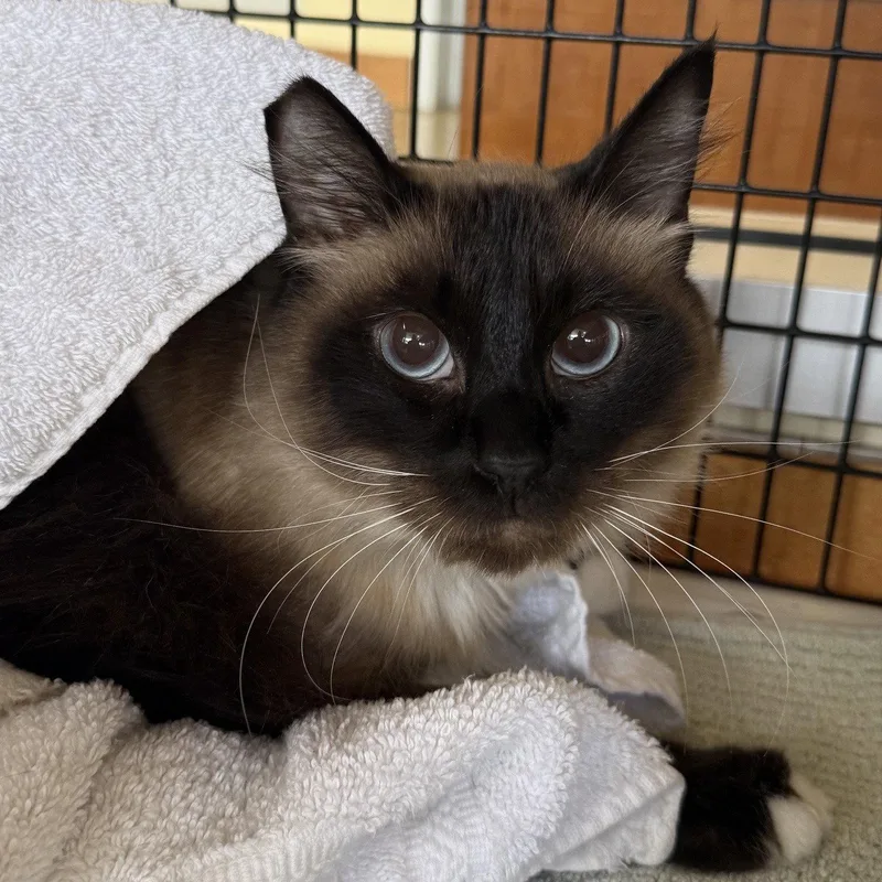 An adult medium-sized male Domestic Medium Hair cat named Sven for adoption in Burlingame, CA