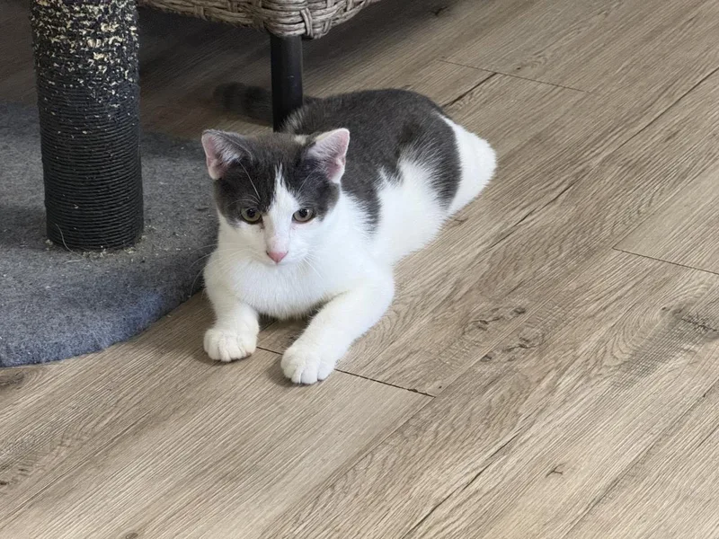 Mootilda Mooie