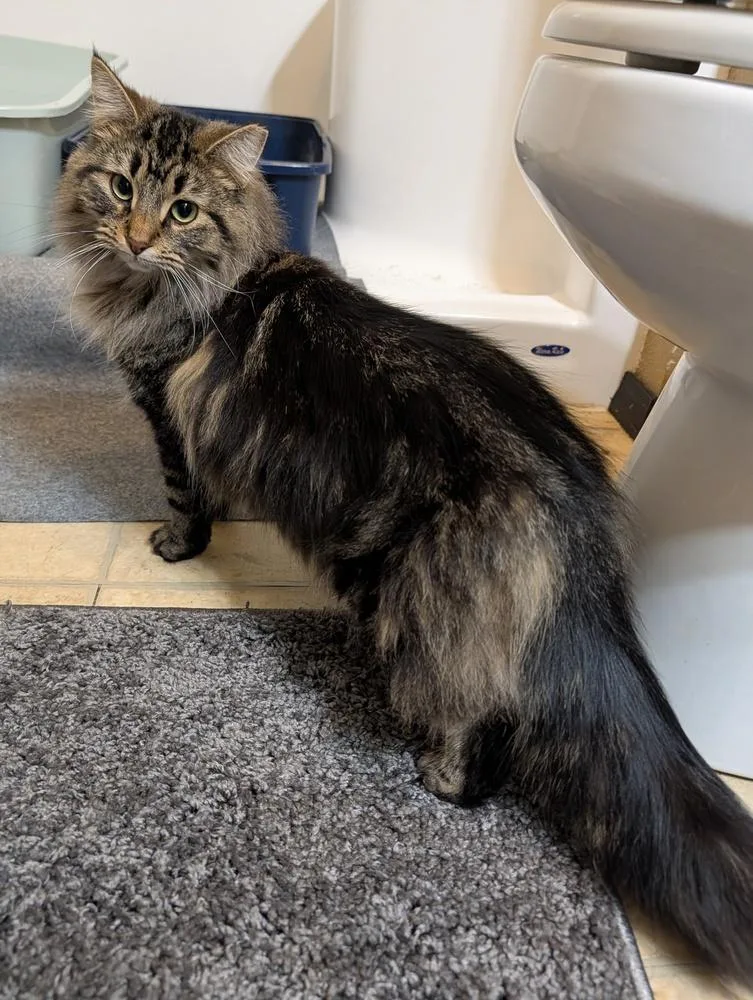 A young medium-sized female Tabby (Brown / Chocolate) Domestic Medium Hair cat named Lita for adoption in Westfield, WI
