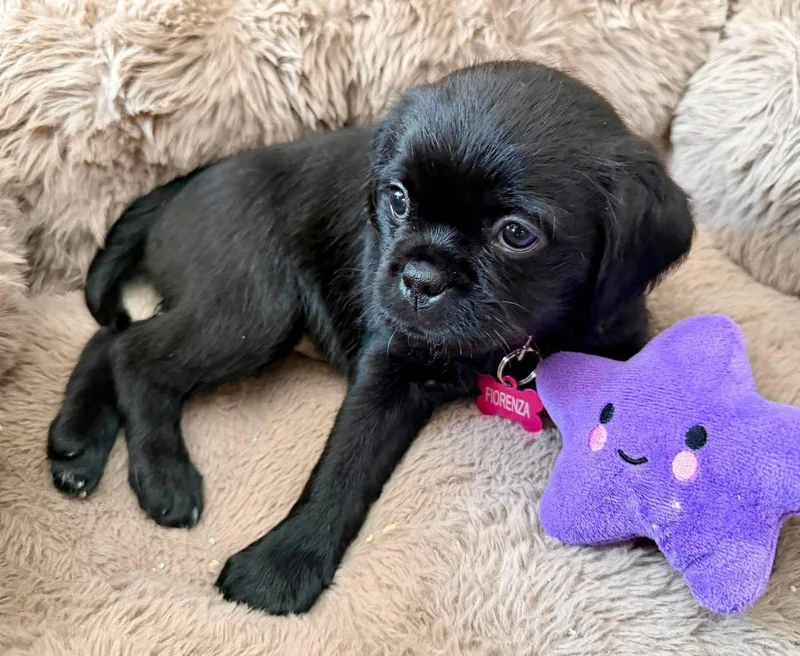 A baby small-sized female Pug dog named Fiorenza for adoption in Orange, CA