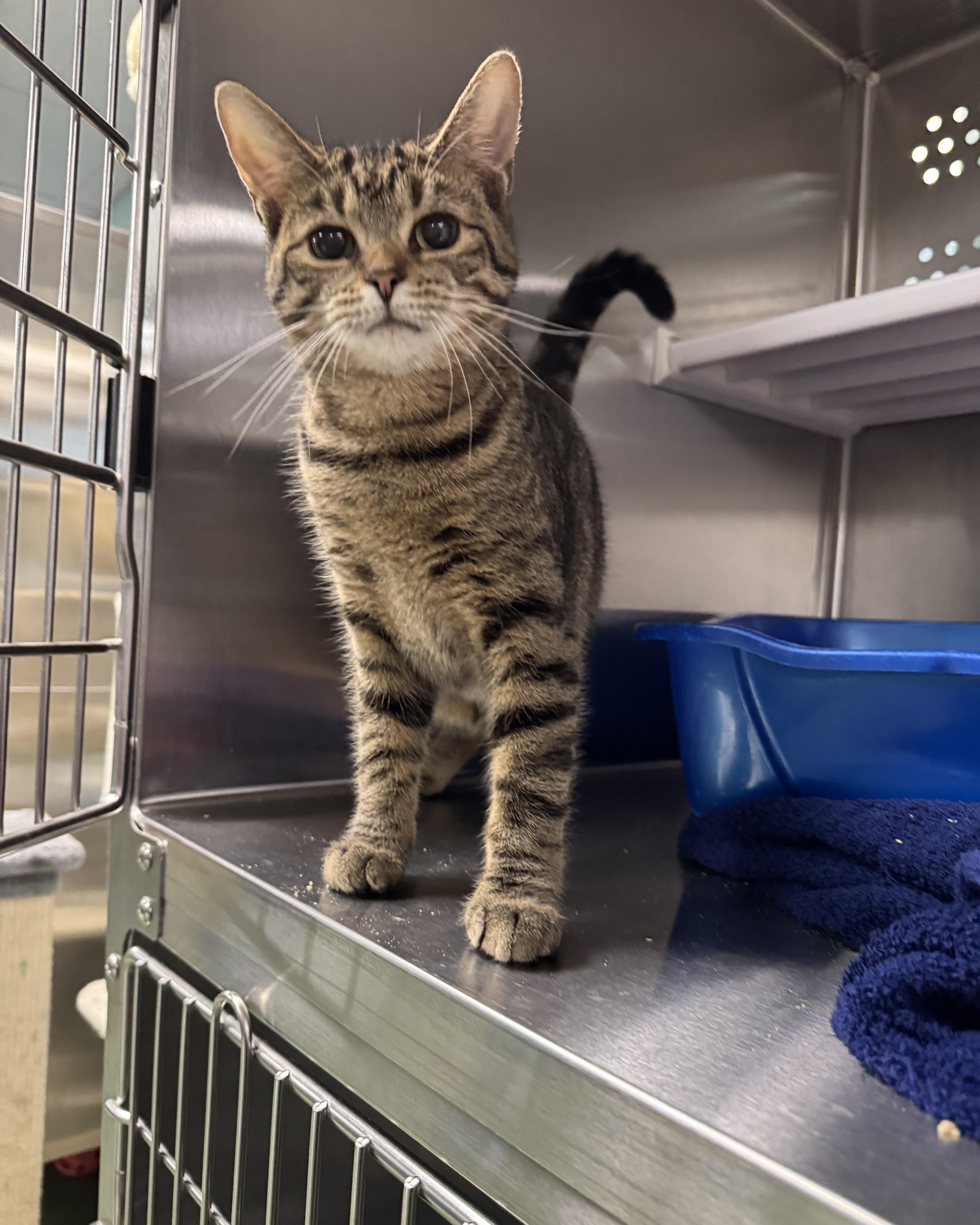 A young medium-sized female Tabby (Brown / Chocolate) Domestic Short Hair cat named Pandora for adoption in Seneca, PA