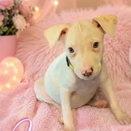 A baby medium-sized female Yellow / Tan / Blond / Fawn Australian Shepherd dog named Ivy for adoption in Brewton, AL