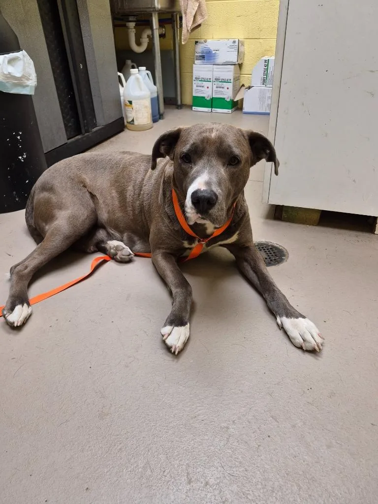An adult large-sized female Labrador Retriever dog named Peanut for adoption in Crossville, TN