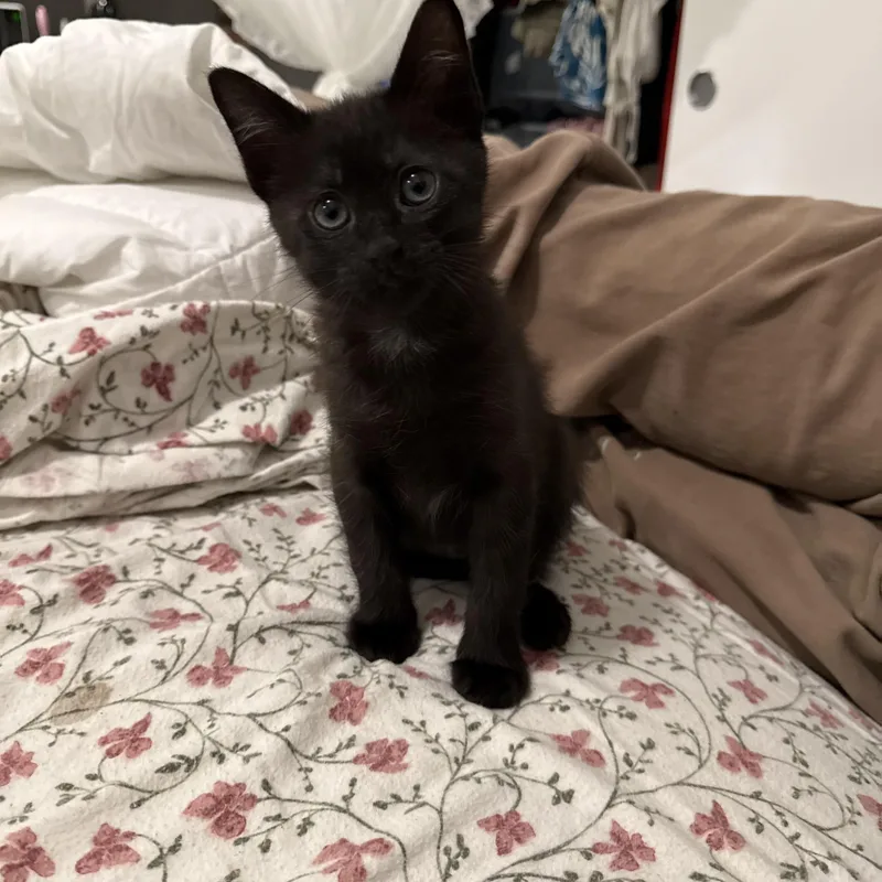 A baby medium-sized female Domestic Short Hair cat named Kit And Carson for adoption in Rochester, WA