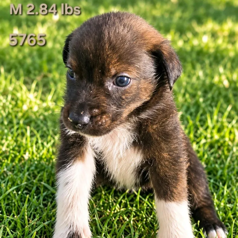 A baby medium-sized male Border Collie dog named Bobby for adoption in Klamath Falls, OR