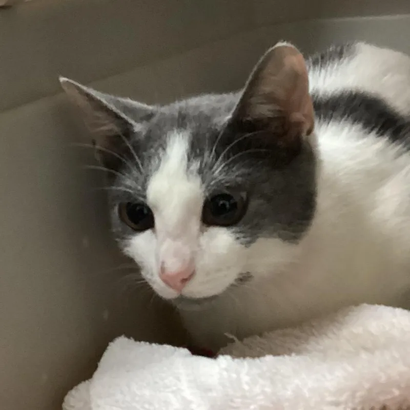 A baby small-sized female Gray / Blue / Silver Domestic Short Hair cat named Tina for adoption in Lakeland, FL