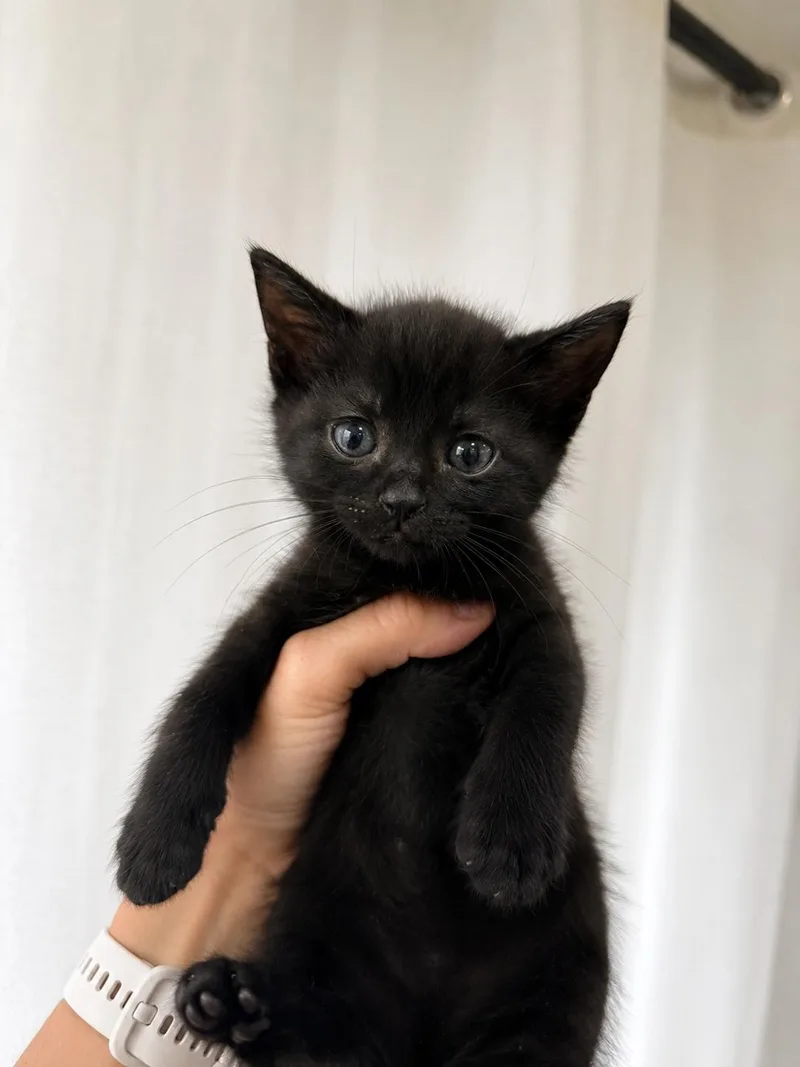 A baby medium-sized male Black Bombay cat named Mango Habanero for adoption in Columbus, OH