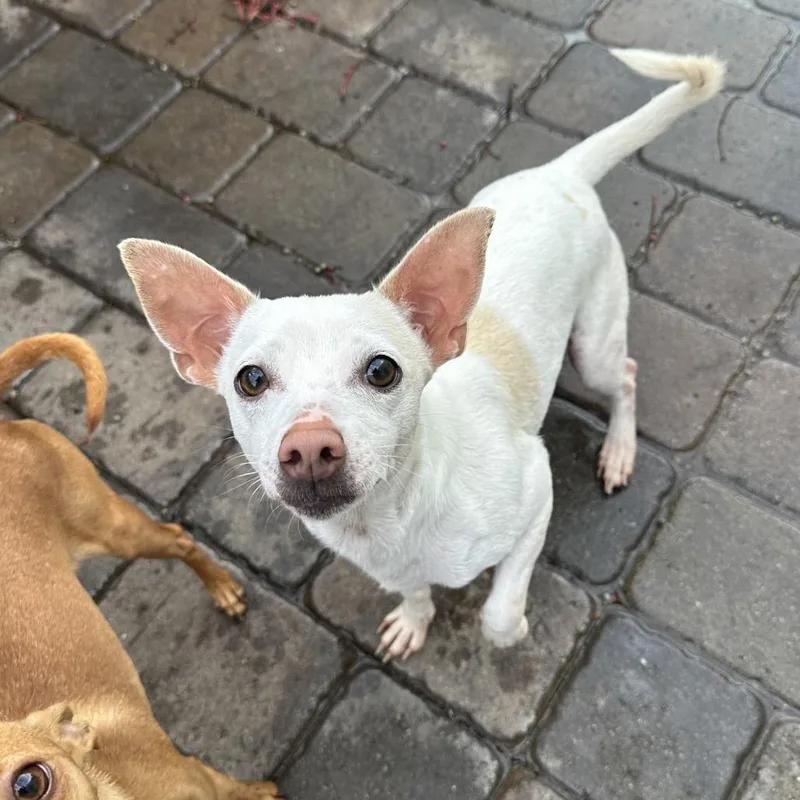 An adult small-sized female White / Cream Rat Terrier dog named Opal for adoption in Chico, CA