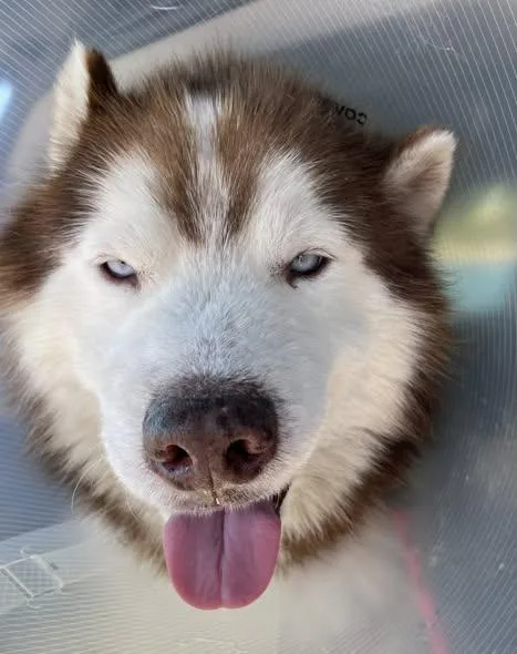 An adult large-sized male Husky dog named Tao for adoption in Chino valley, AZ