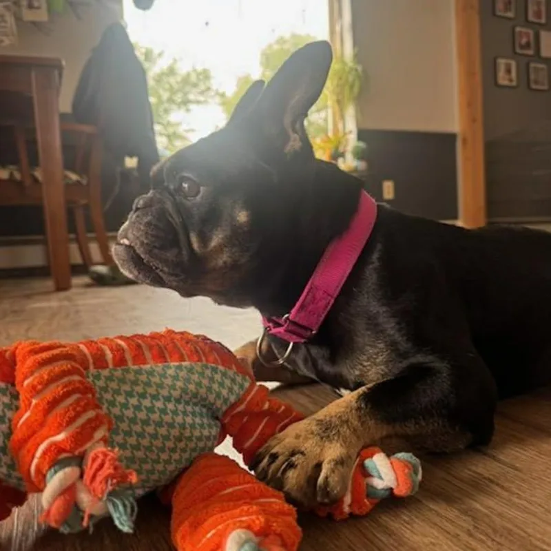 A young medium-sized female Brindle French Bulldog dog named Mochi for adoption in Williston, VT