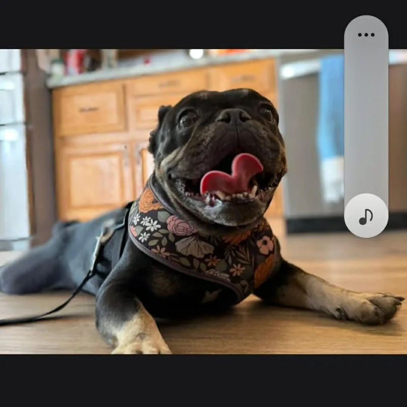 Mochi thumbnail 3